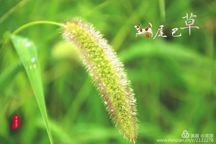 艾兜《我们打着光脚在风车下跑，手上的狗尾巴草摇啊摇》鼓谱 - 架子鼓谱